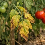What causes yellowing leaves on my tomato plants and how to address it (What causes yellowing leaves on my tomato plants) Fea