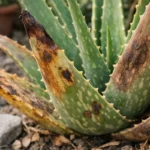 Why are my aloe leaves browning in dry weather when stressed (Why are my aloe leaves browning in dry weather) Featured image