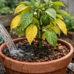 What to do when bell pepper leaves turn yellow in pots after heavy rain (What to do when bell pepper leaves turn yellow in po
