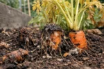 What to do when carrot tops turn yellow in raised beds during flowering (What to do when carrot tops turn yellow in raised be