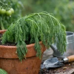 What to do when dill droops in high humidity during summer (What to do when dill droops in high humidity) Featured image for