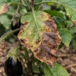 Why are my eggplant leaves turning brown in summer when overcrowded (Why are my eggplant leaves turning brown in summer) Feat