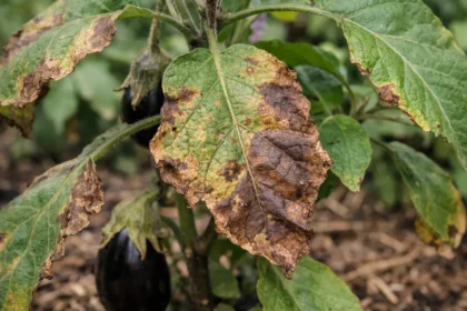 Why are my eggplant leaves turning brown in summer when overcrowded (Why are my eggplant leaves turning brown in summer) Feat