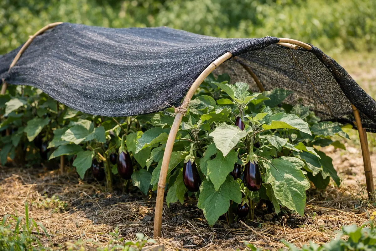 Step 4 – Shield Eggplants from Summer Sun Exposure Why are my eggplant leaves turning brown in summer Section illustration.