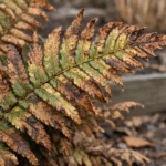 Why do my ferns turn brown during winter cold when exposed (Why do my ferns turn brown during winter cold) Featured image for