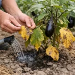 How to fix yellow leaves on eggplant after drought in poor soil (How to fix yellow leaves on eggplant after drought) Featured
