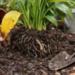 How to fix yellowing leaves on peace lily after repotting when roots are (How to fix yellowing leaves on peace lily after rep