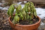fixing drooping herbs in pots during wilting visibly in real garden soil