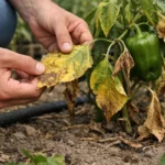 fixing yellow leaves on bell peppers with damaged foliage in outdoor soil