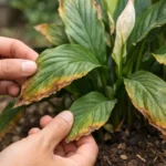 how to fix browning edges on with damaged foliage in outdoor soil
