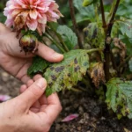 how to fix spots on dahlias with damaged foliage in outdoor soil