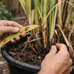 how to fix stunted growth in with damaged foliage in outdoor soil