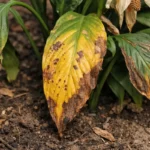 how to fix yellowing leaves with visible browning or spots on leaves