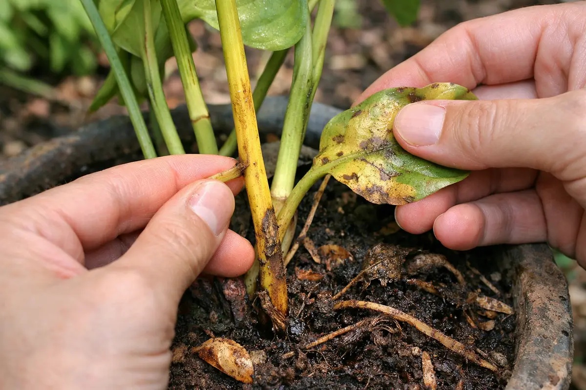 how to fix yellowing stems on with damaged foliage in outdoor soil
