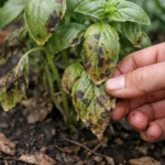 how to prevent fungal growth on with damaged foliage in outdoor soil