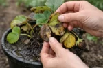 how to prevent root rot in with damaged foliage in outdoor soil