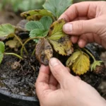 how to prevent root rot in with damaged foliage in outdoor soil