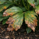 how to prevent rust on with visible browning or spots on leaves
