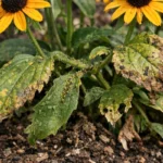 how to stop aphids on with visible browning or spots on leaves