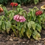 how to stop aphids on zinnias wilting visibly in real garden soil