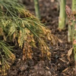 how to stop pests on with visible browning or spots on leaves