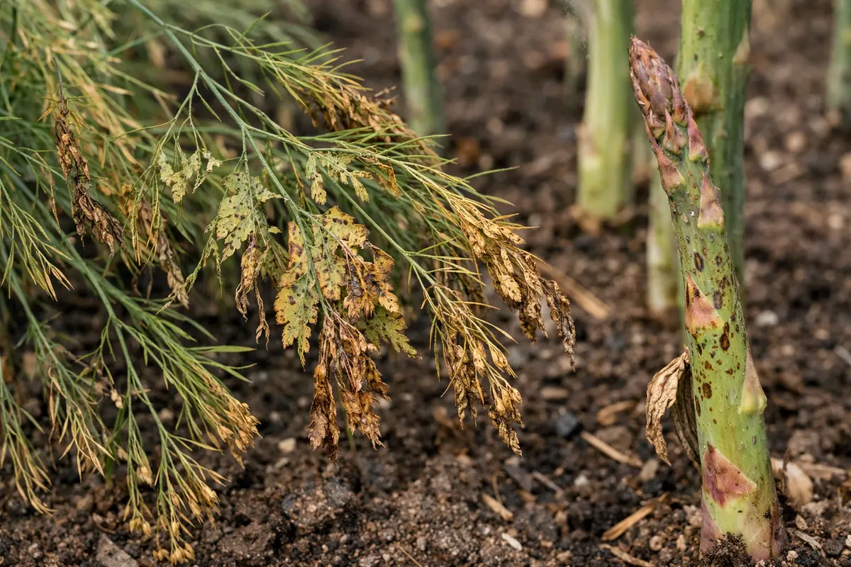 how to stop pests on with visible browning or spots on leaves