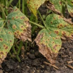 how to stop rust on with visible browning or spots on leaves