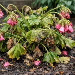 how to stop wilting on geraniums wilting visibly in real garden soil