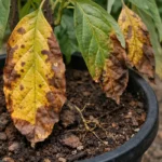 how to stop yellowing leaves with visible browning or spots on leaves