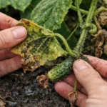 how to treat aphids on cucumber with damaged foliage in outdoor soil