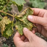 how to treat aphids on grapevines with damaged foliage in outdoor soil