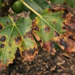 how to treat bacterial blight with visible browning or spots on leaves