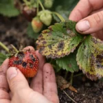 how to treat black spots on with damaged foliage in outdoor soil