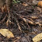 how to treat root rot in with unhealthy roots showing in soil
