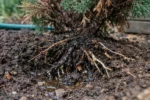 how to treat root rot in with unhealthy roots showing in soil