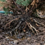 how to treat root rot in with unhealthy roots showing in soil