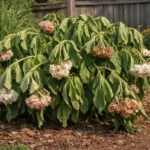 How to treat drooping hydrangeas in hot weather before wilting (How to treat drooping hydrangeas in hot weather) Featured ima