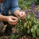 How to treat wilting salvia after transplant shock in containers (How to treat wilting salvia after transplant shock) Feature
