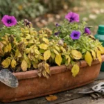 What to do if your petunia plants turn yellow in fall from lack of nutri (What to do if your petunia plants turn yellow in fa