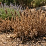 What to do when your lavender plants turn brown during drought after rai (What to do when your lavender plants turn brown dur