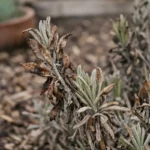 What to do when lavender turns brown after frost in open beds (What to do when lavender turns brown after frost) Featured ima