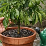 What to do when lime tree shows drooping leaves after watering in poorly (What to do when lime tree shows drooping leaves aft