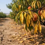 Managing yellow leaves on peach trees during drought recovery steps (Managing yellow leaves on peach trees during drought) Fe