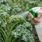 How to prevent aphids on kale plants after spring rain before harvest (How to prevent aphids on kale plants after spring rain