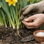 How to stop aphids on daffodil plants during blooming before damage wors (How to stop aphids on daffodil plants during bloomi