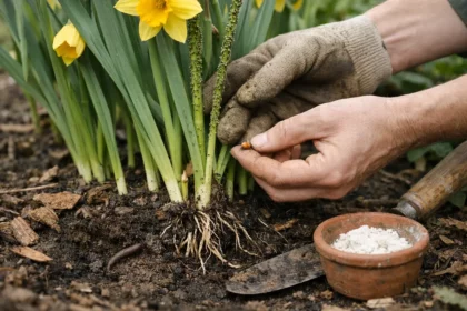 How to stop aphids on daffodil plants during blooming before damage wors (How to stop aphids on daffodil plants during bloomi