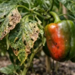 How to stop pests on bell peppers during fruiting near harvest (How to stop pests on bell peppers during fruiting) Featured i
