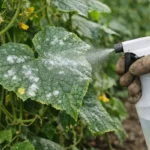 How to treat mildew on cucumber plants during humidity in dense planting (How to treat mildew on cucumber plants during humid