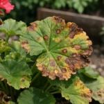 How to treat spots on geraniums after high humidity in dense plantings (How to treat spots on geraniums after high humidity)