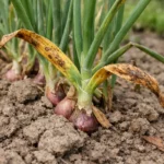 How to treat yellowing leaves on shallots in clay soil on young plants (How to treat yellowing leaves on shallots in clay soi